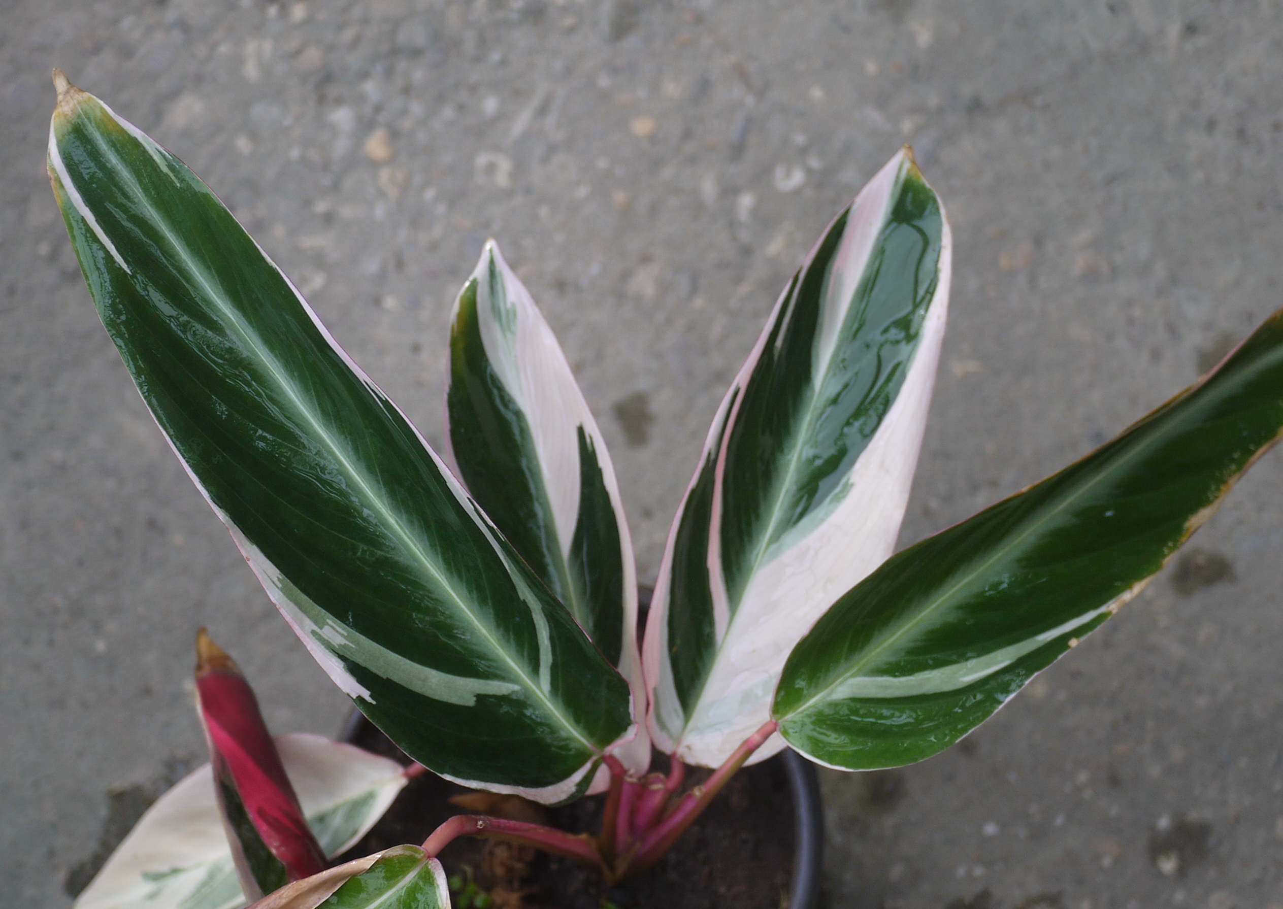 Строманта цветет